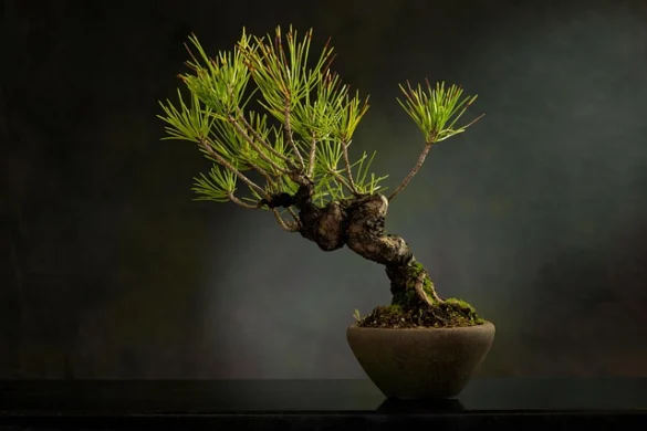 Soñar con árbol bonsái; descubre el significado espiritual