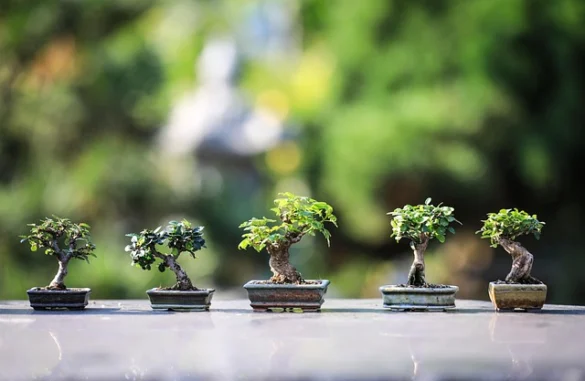 Soñar con árbol bonsái; descubre el significado espiritual