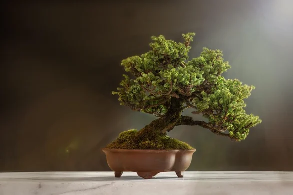 Soñar con árbol bonsái; descubre el significado espiritual