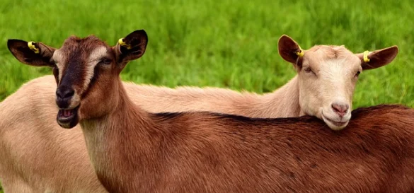 Soñar con Cabras Soñar con Cabras