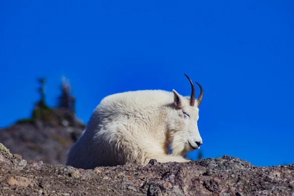 Soñar con Cabras Soñar con Cabras