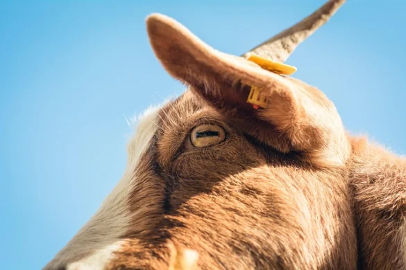 Soñar con Cabras Soñar con Cabras
