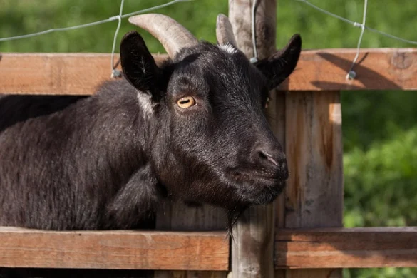 Soñar con Cabras Soñar con Cabras