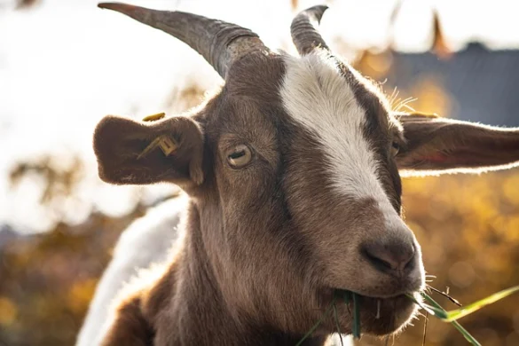 Soñar con Cabras Soñar con Cabras