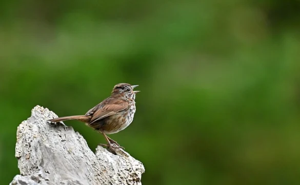 Soñar con el canto Soñar con el canto