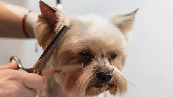 Soñar con el corte de cabello Soñar con el corte de cabello