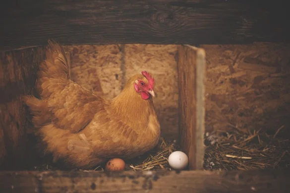 Soñar con el pollo Soñar con el pollo