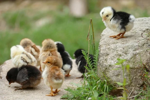 Soñar con el pollo Soñar con el pollo