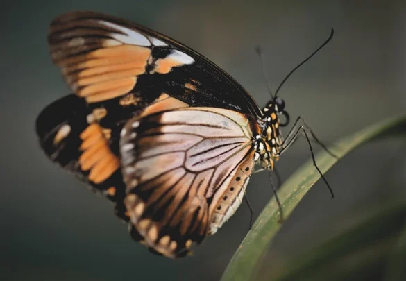 Soñar con Mariposas. Conoce su significado y simbolismo Soñar con Mariposas. Conoce su significado y simbolismo