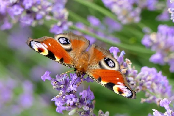 Soñar con Mariposas. Conoce su significado y simbolismo Soñar con Mariposas. Conoce su significado y simbolismo