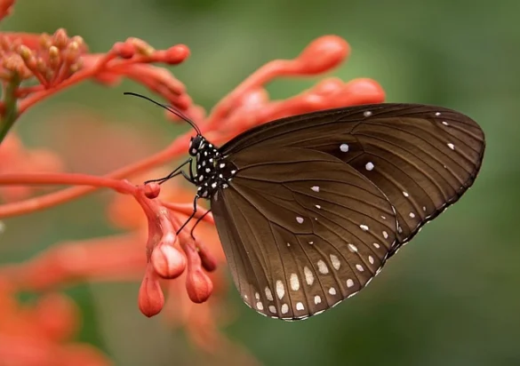 Soñar con Mariposas. Conoce su significado y simbolismo Soñar con Mariposas. Conoce su significado y simbolismo
