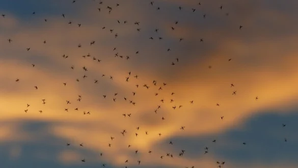 Soñar con moscas y mosquitos Soñar con moscas y mosquitos