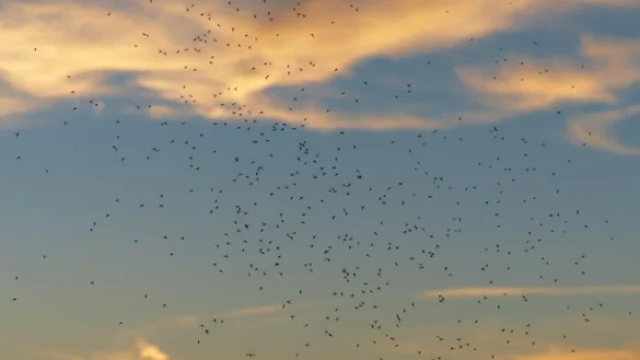 Soñar con moscas y mosquitos Soñar con moscas y mosquitos