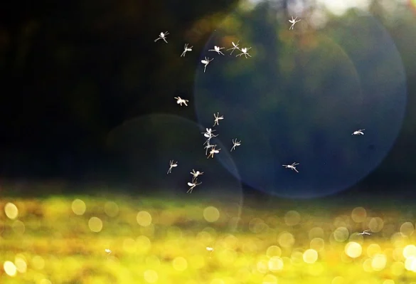 Soñar con moscas y mosquitos Soñar con moscas y mosquitos