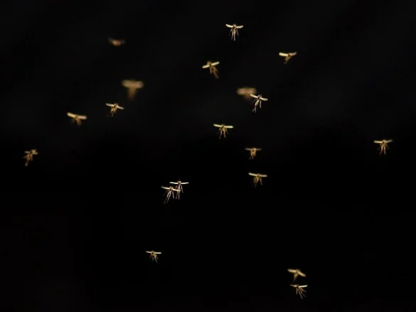Soñar con moscas y mosquitos Soñar con moscas y mosquitos