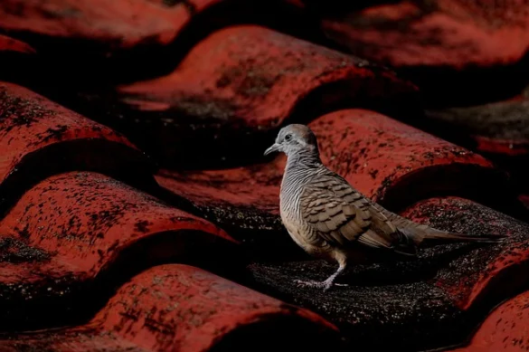 Soñar con Palomas Soñar con Palomas