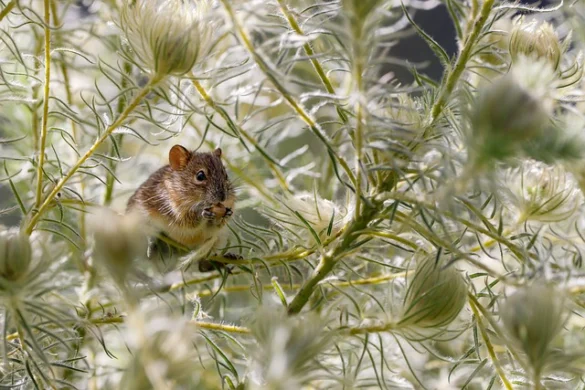Soñar con ratas Soñar con ratas