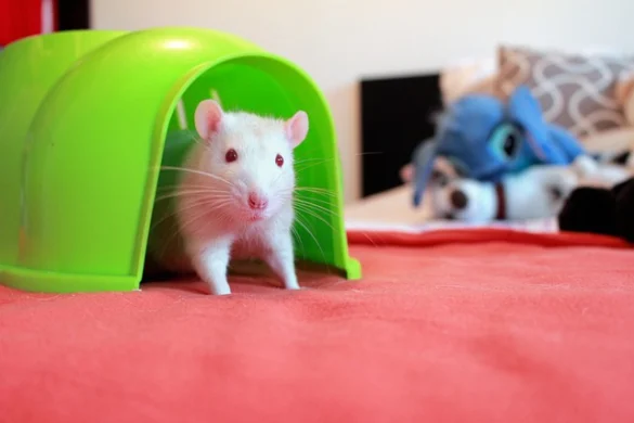 Soñar con ratas Soñar con ratas