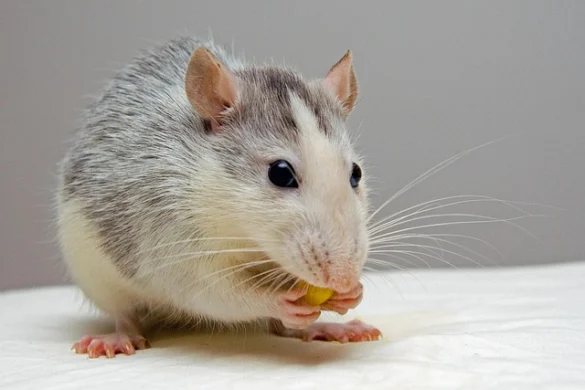Soñar con ratas Soñar con ratas