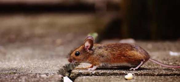 Soñar con ratones... Qué significa Soñar con ratones... Qué significa