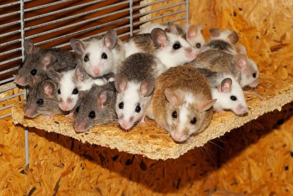 Soñar con ratones... Qué significa Soñar con ratones... Qué significa