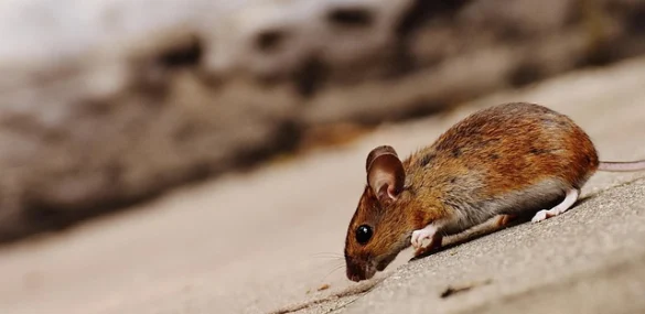 Soñar con ratones... Qué significa Soñar con ratones... Qué significa