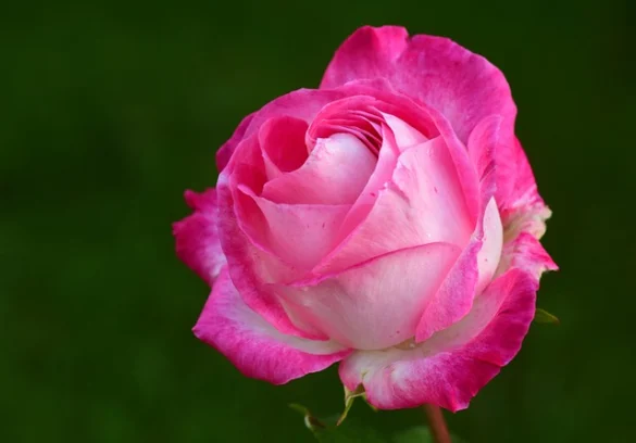 Soñar con Rosas