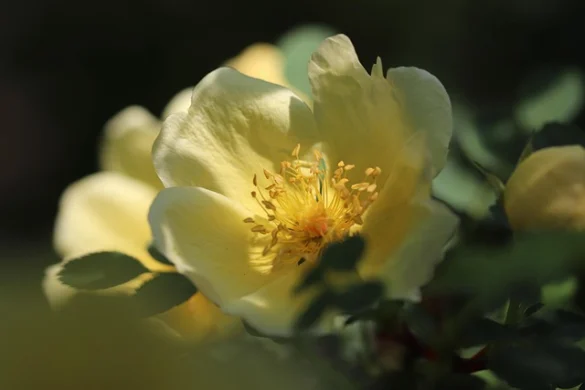 Soñar con Rosas