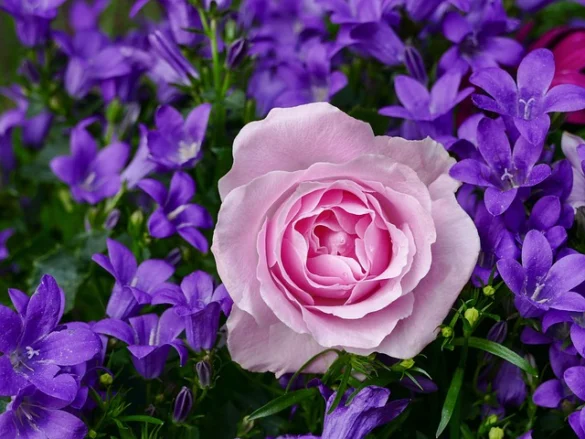 Soñar con Rosas