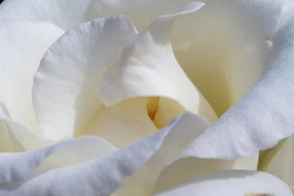 Soñar con Rosas