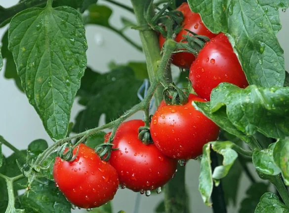 Soñar con Tomates Soñar con Tomates