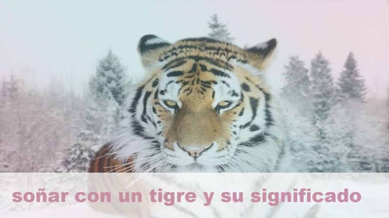 Soñar con Tigres y su significado