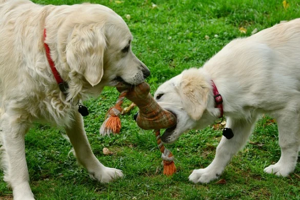 Soñar que te muerde un Perro