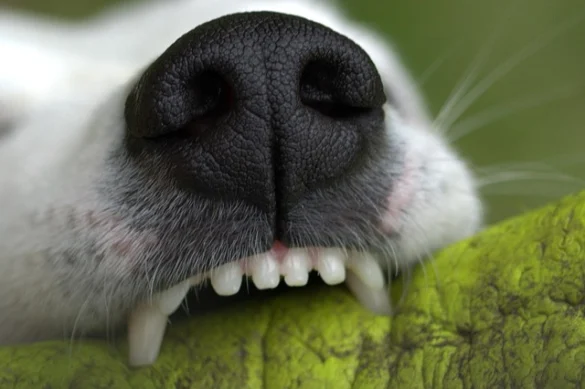 Soñar que te muerde un Perro