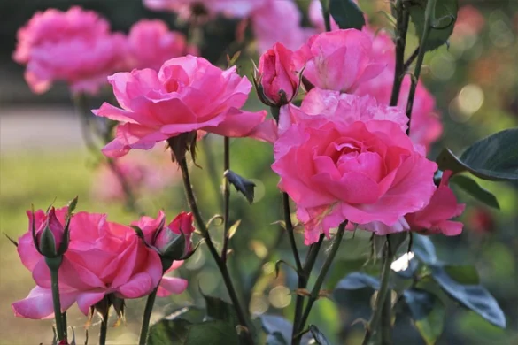 Sueños con flores, todo un clásico Sueños con flores, todo un clásico