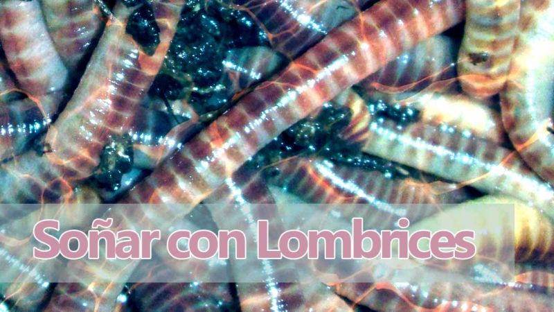 Qué significa soñar con lombrices Significado de los Sueños con lombrices